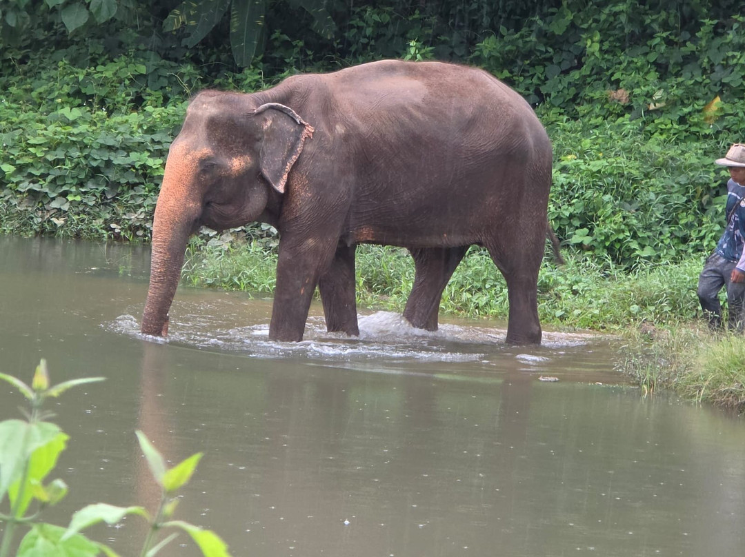 Phuket Elephant Nature Reserve-他朗必去景点