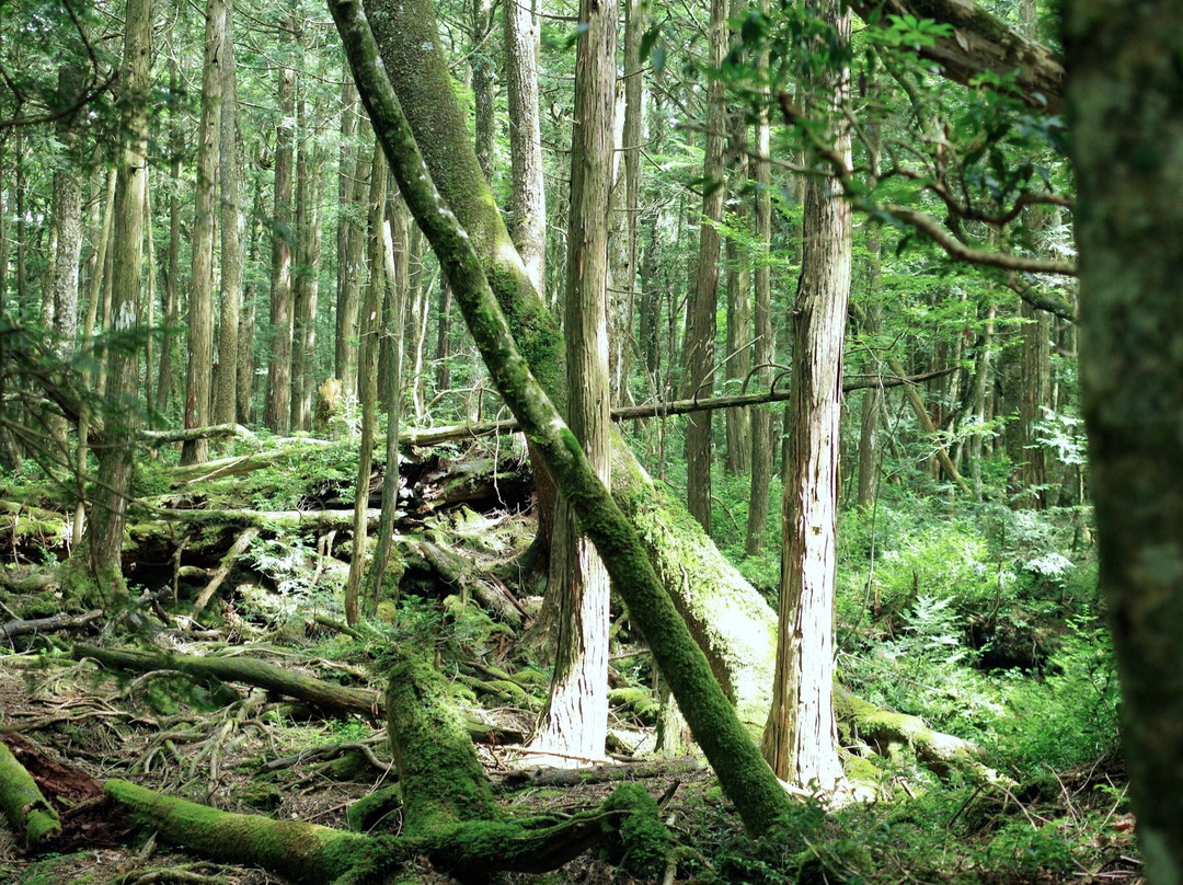 Aokigahara Forest景点图片