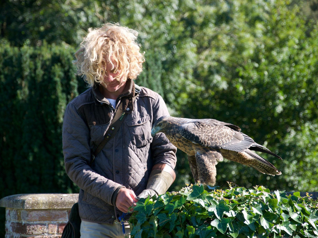 East Sussex Falconry景点图片