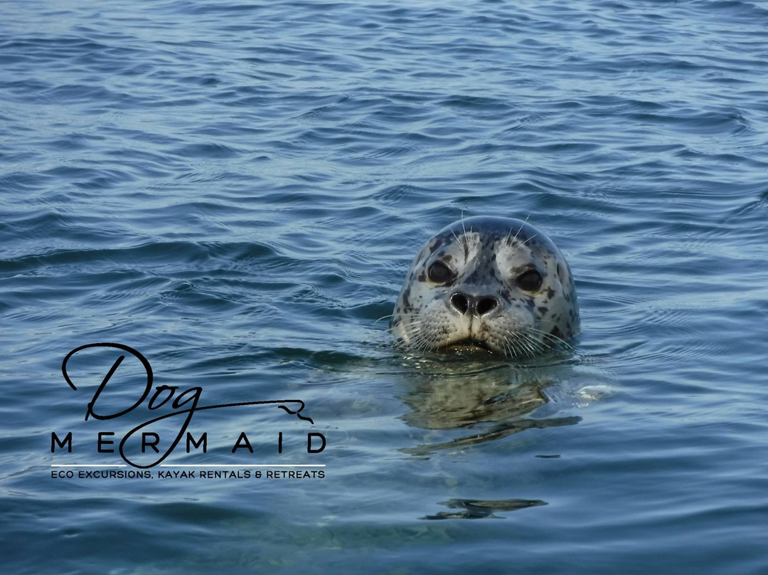 Dog Mermaid Eco Excursions, Kayak Rentals & Retreats景点图片