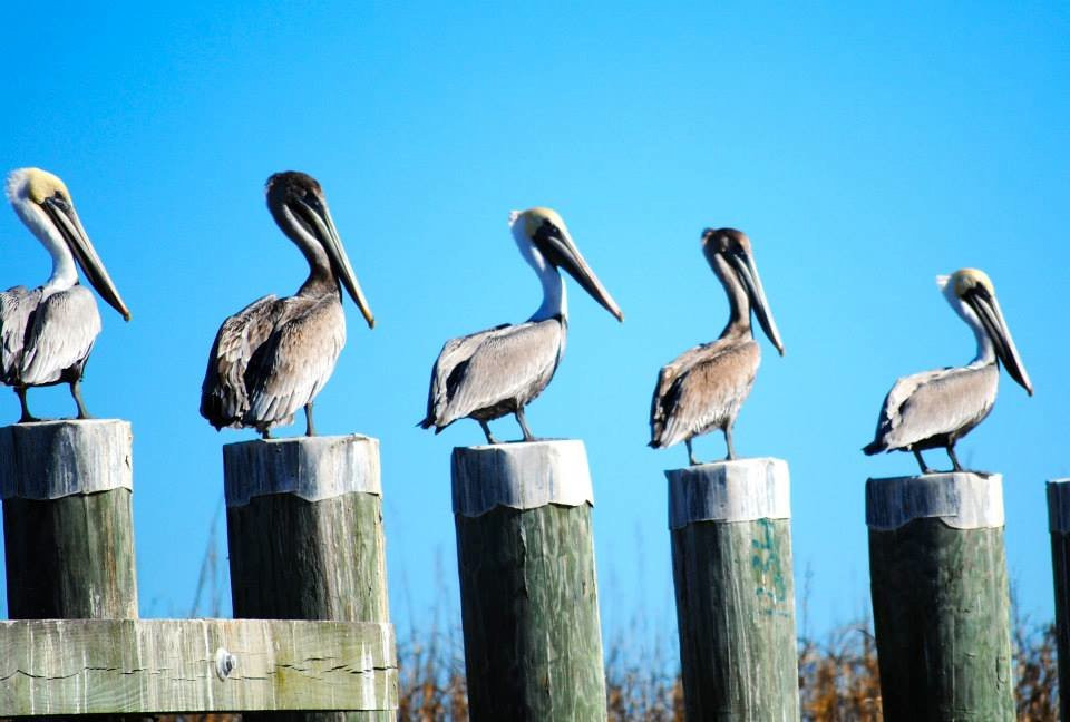 Louisiana Marsh Adventures景点图片