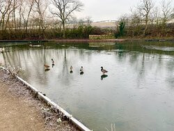Reddish Vale Country Park景点图片