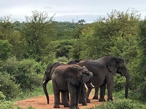 Ntombi Safaris-霍德斯普鲁特必去景点
