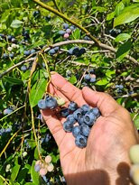 Habitat Nursery and Orchards景点图片