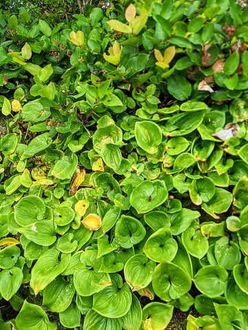 Inn on the Harbour主图