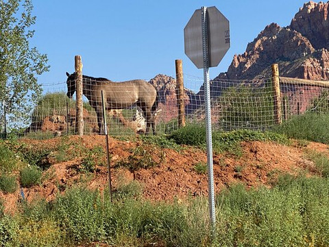 Zion Cliff Lodge主图