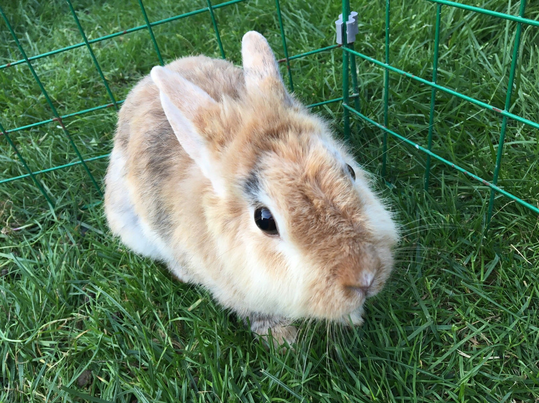 Kowalowe Wzgorze主图