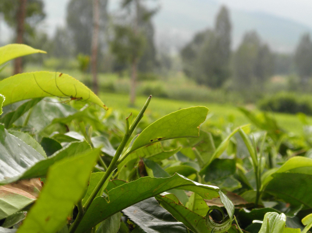 Agrowisata Tambi景点图片