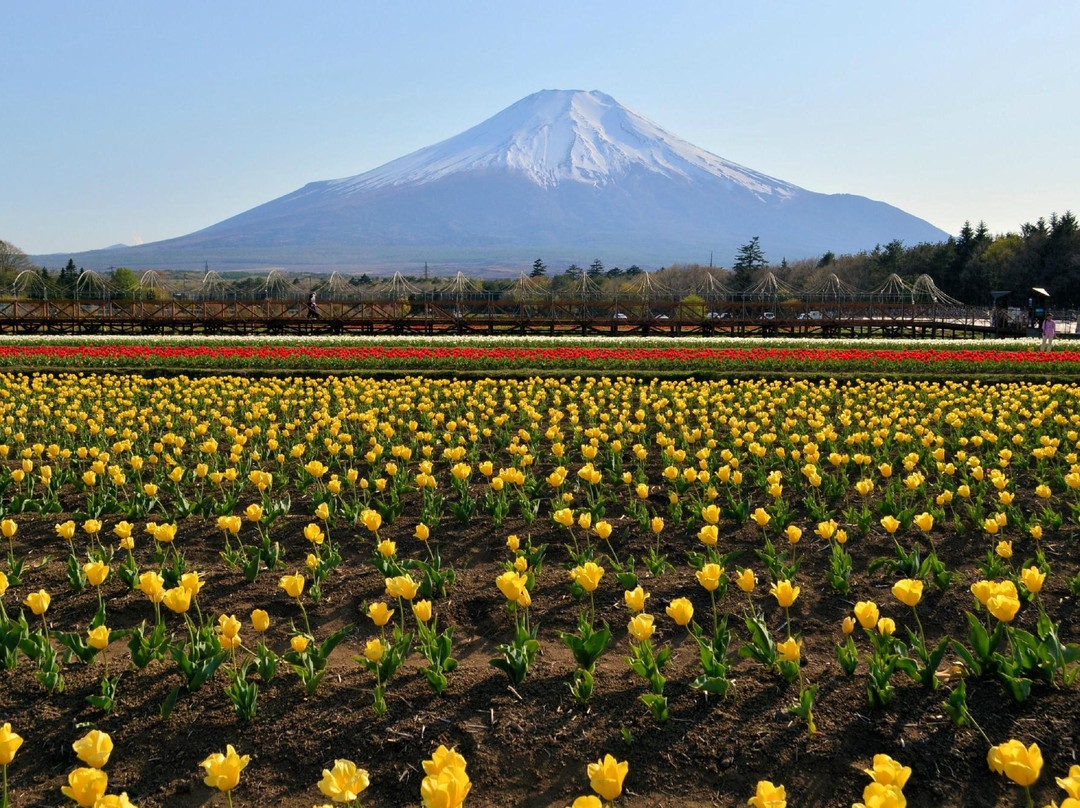 山中湖村旅游攻略图片