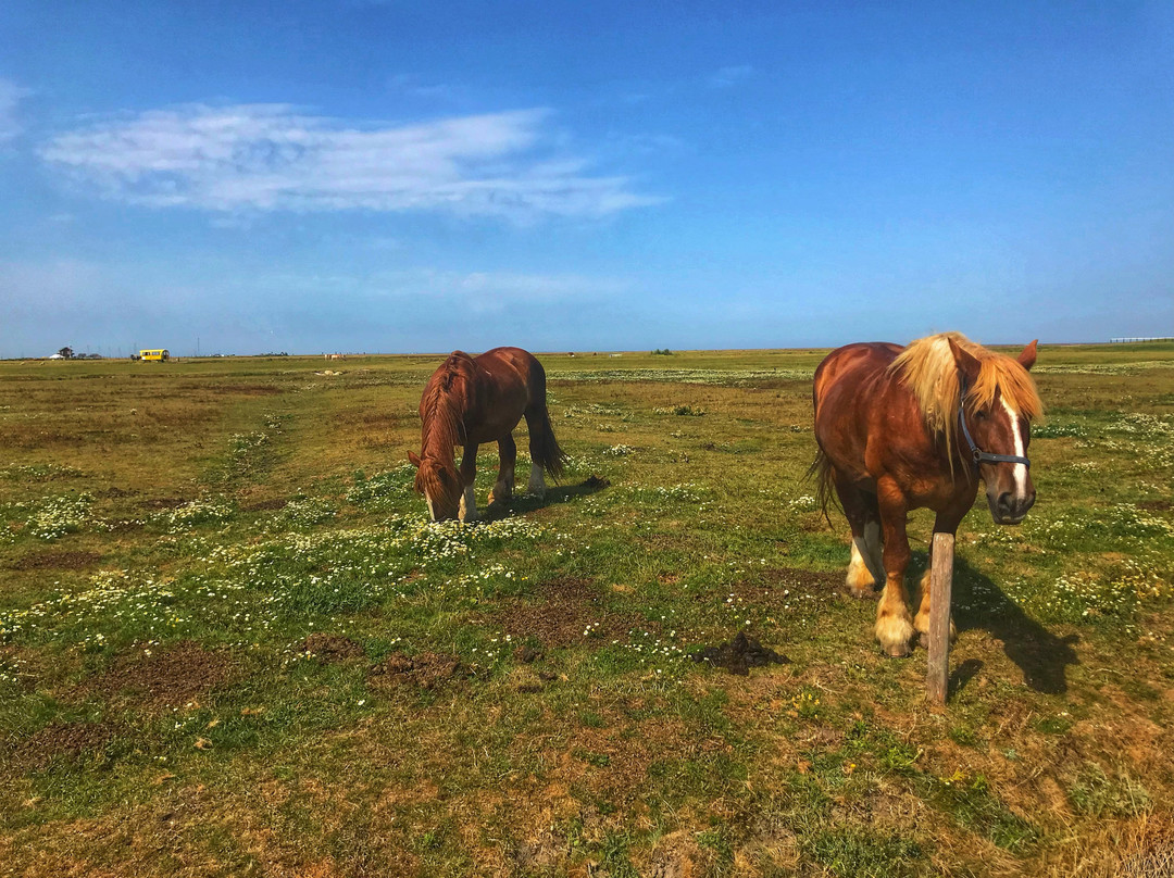 Hallig Hooge旅游攻略图片