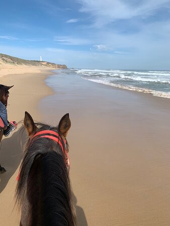 Blazing Saddles-Aireys Inlet必去景点