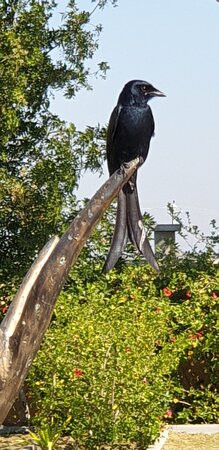 Hawthorn Suites By Wyndham Dwarka主图