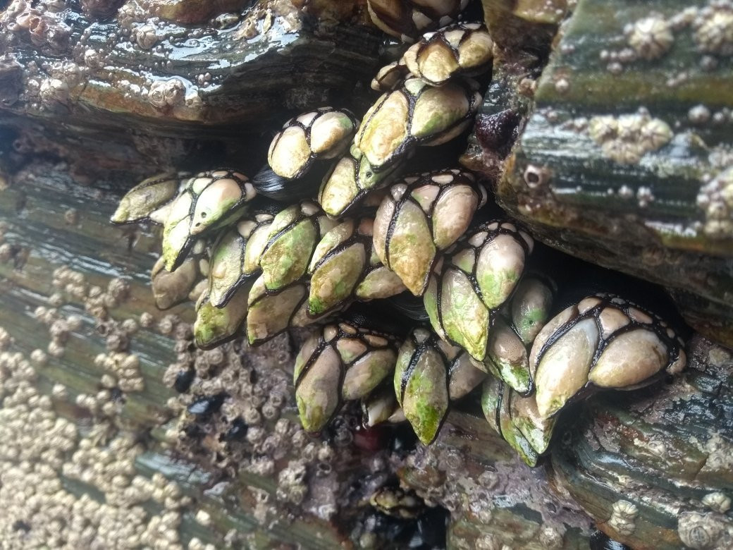 Cabanas Los Aromos主图