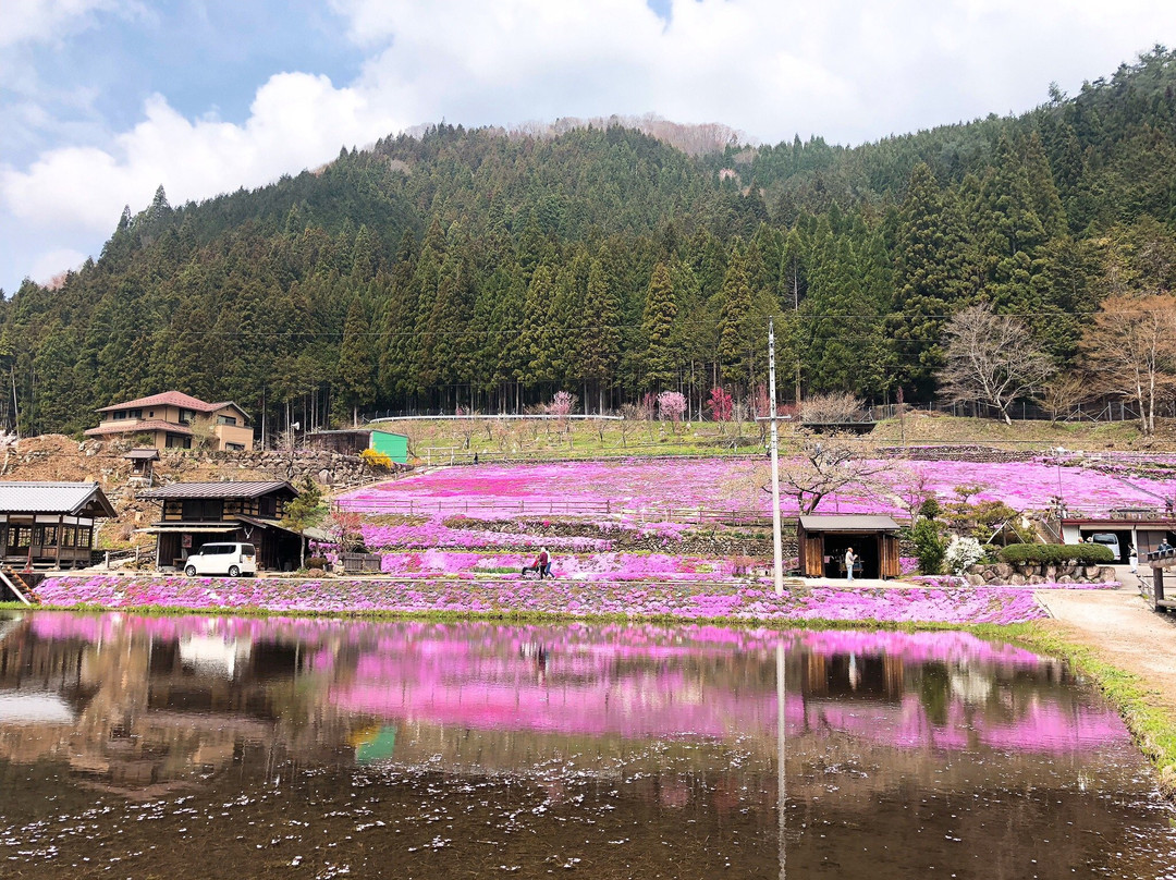 Moss Phlox of Kunita Family景点图片