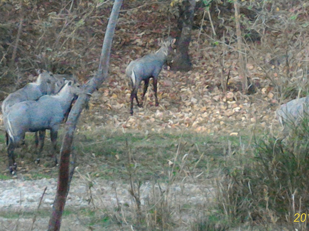 Kumbhalgarh Wildlife Sanctuary景点图片