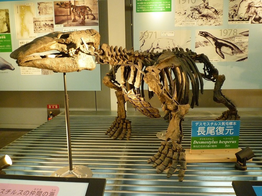 足寄动物化石博物馆景点图片