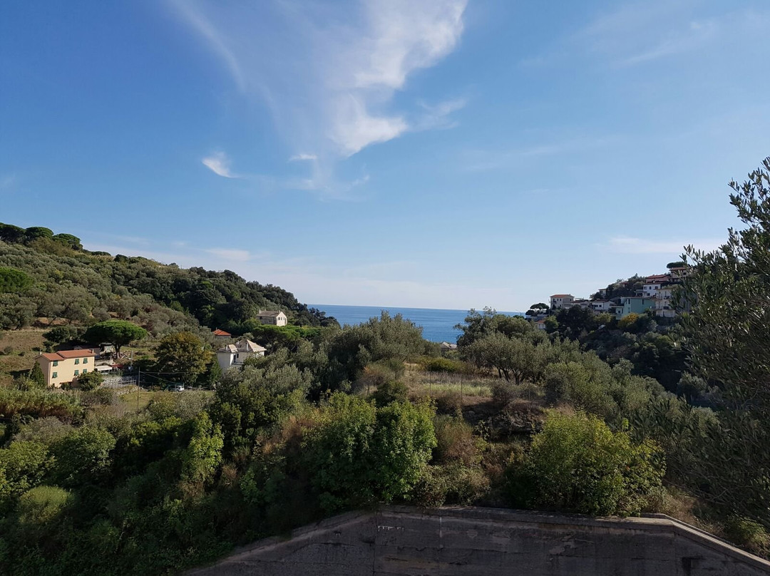 L'antico Ulivo