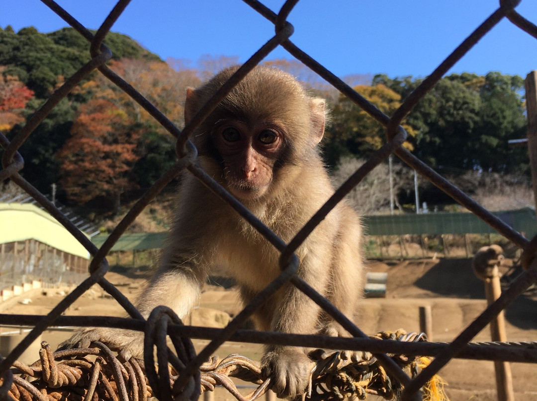 Takagoyama Nature Zoo景点图片