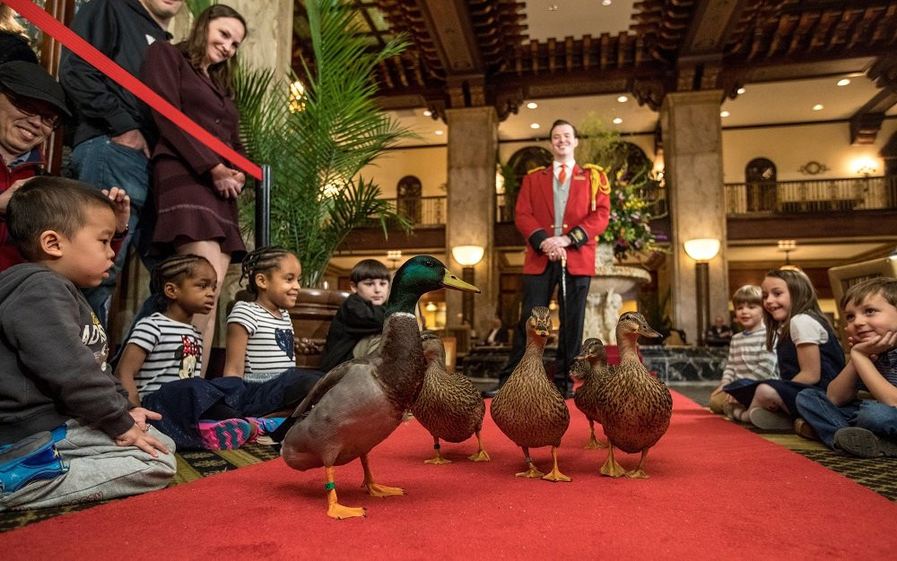 The Peabody Ducks景点图片