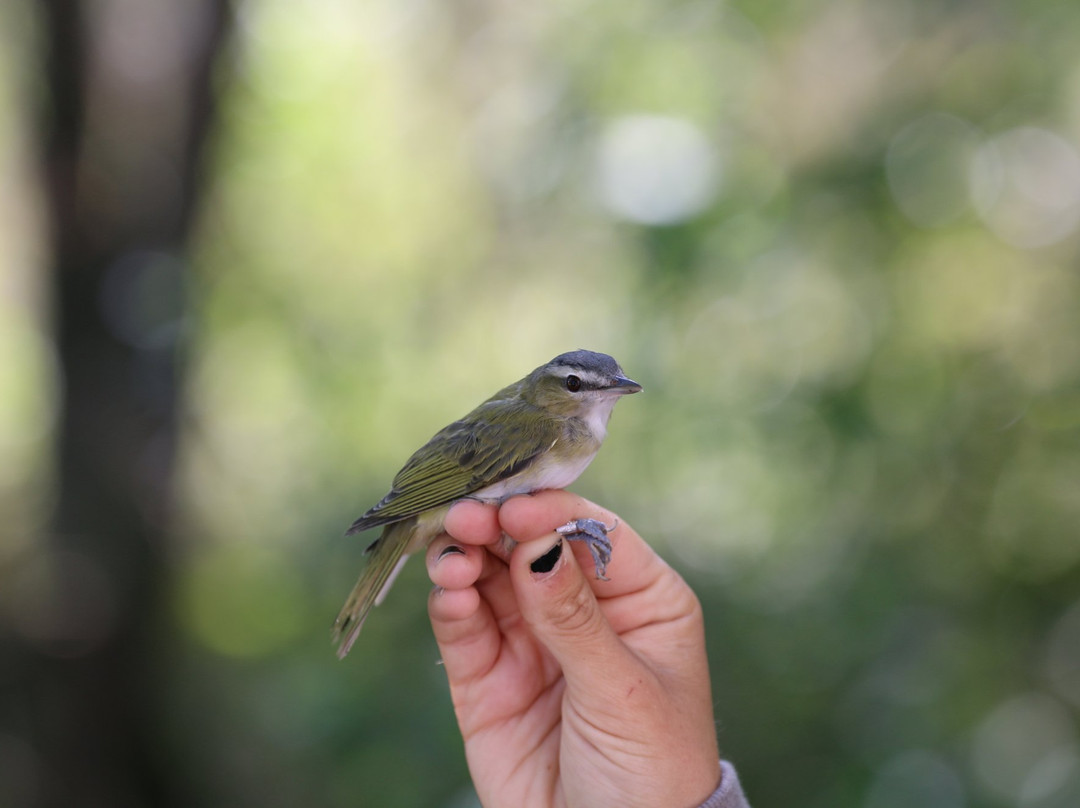 Prince Edward Point Bird Observatory景点图片