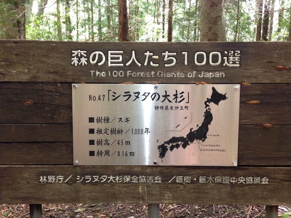Japanese Cedar Tree of Shiranuta景点图片