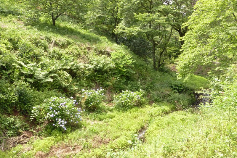 Tama Forest Science Garden景点图片