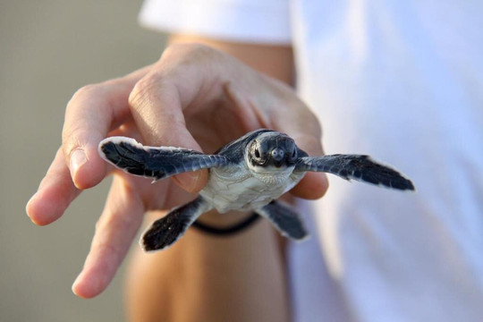 Java Turtle Sukamade Tours