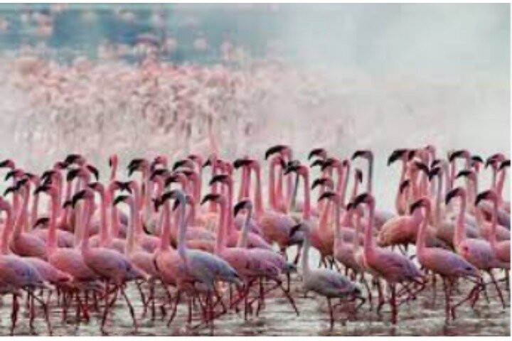 Leopard Orchid Safaris-内罗毕必去景点