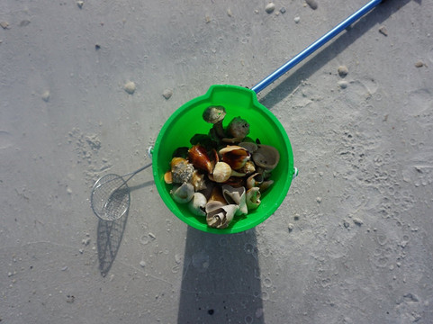 Sanibel Island Dolphin Tours-萨尼贝尔岛必去景点