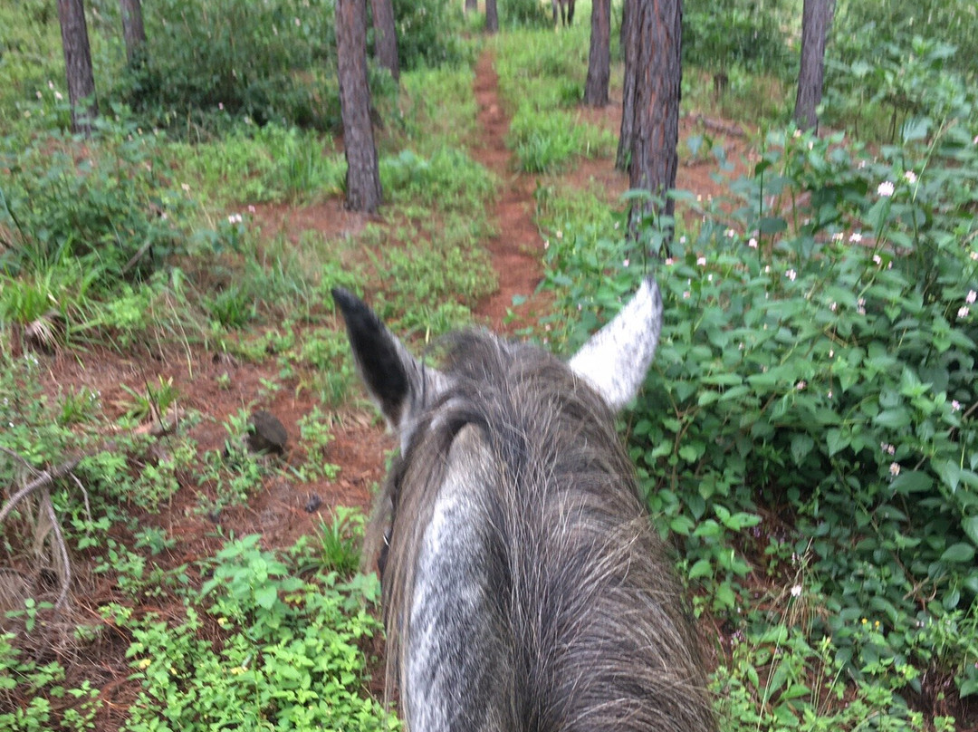 Kaapsehoop Horse Trails Day Trips景点图片