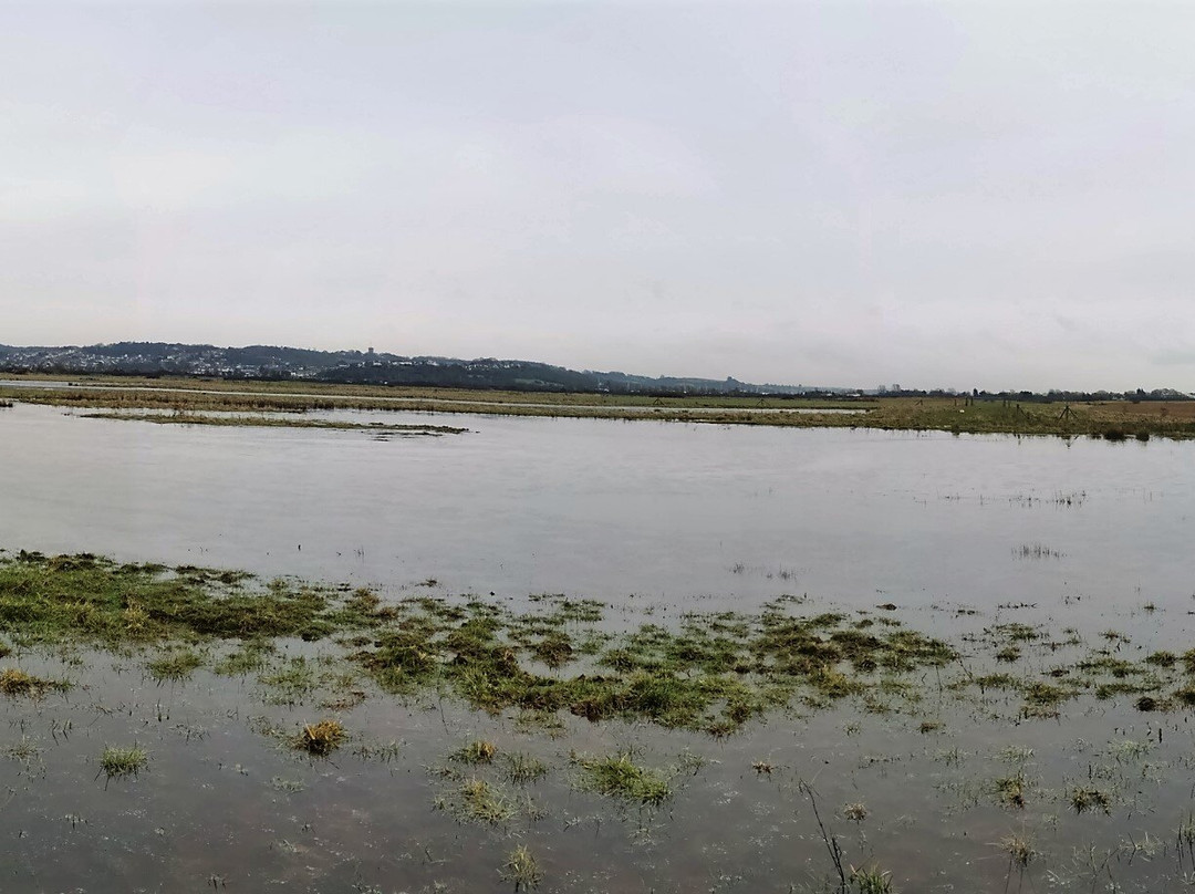 RSPB West Canvey Marsh景点图片