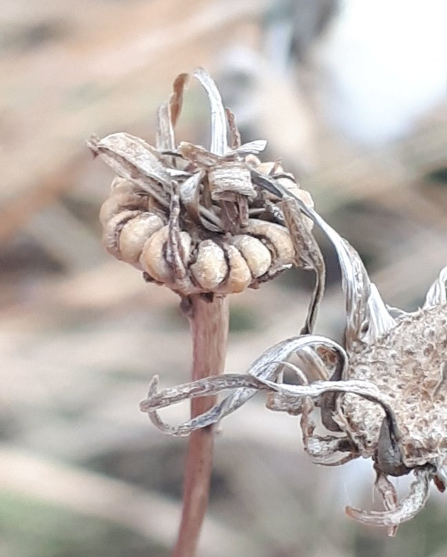 Kings Park-温尼伯必去景点