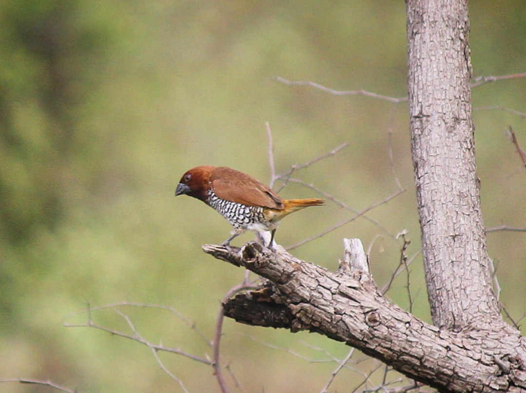 Mayureshwar Wildlife Sanctuary景点图片