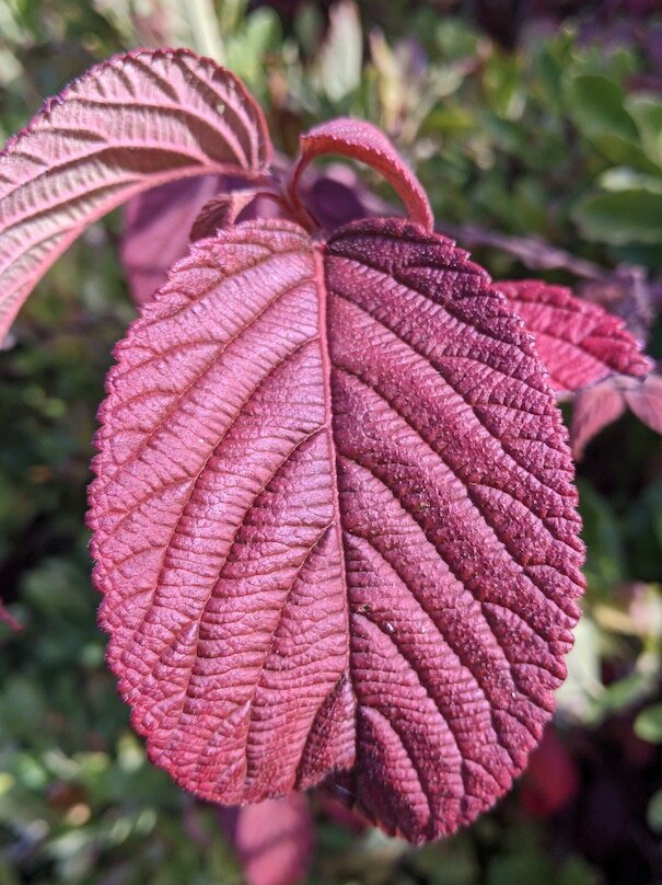 Balloch Country Park Walled Garden-Balloch必去景点