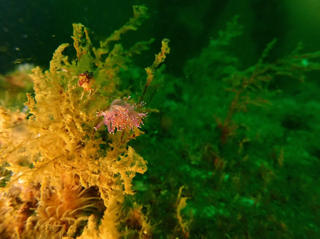 Subnauta Dive The Algarve-普赖尔洛查必去景点