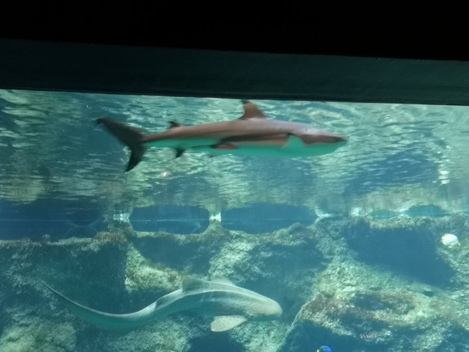 Aquarium de Lyon景点图片