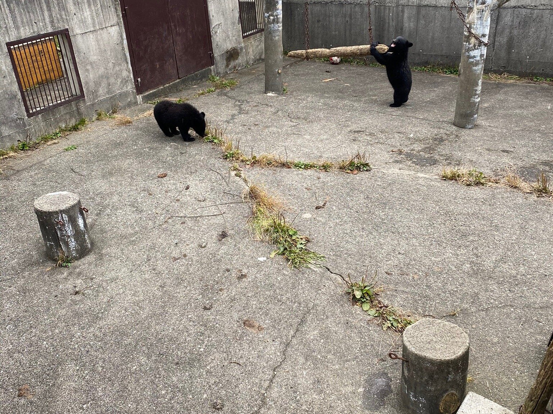 Kuma Kuma Farm景点图片