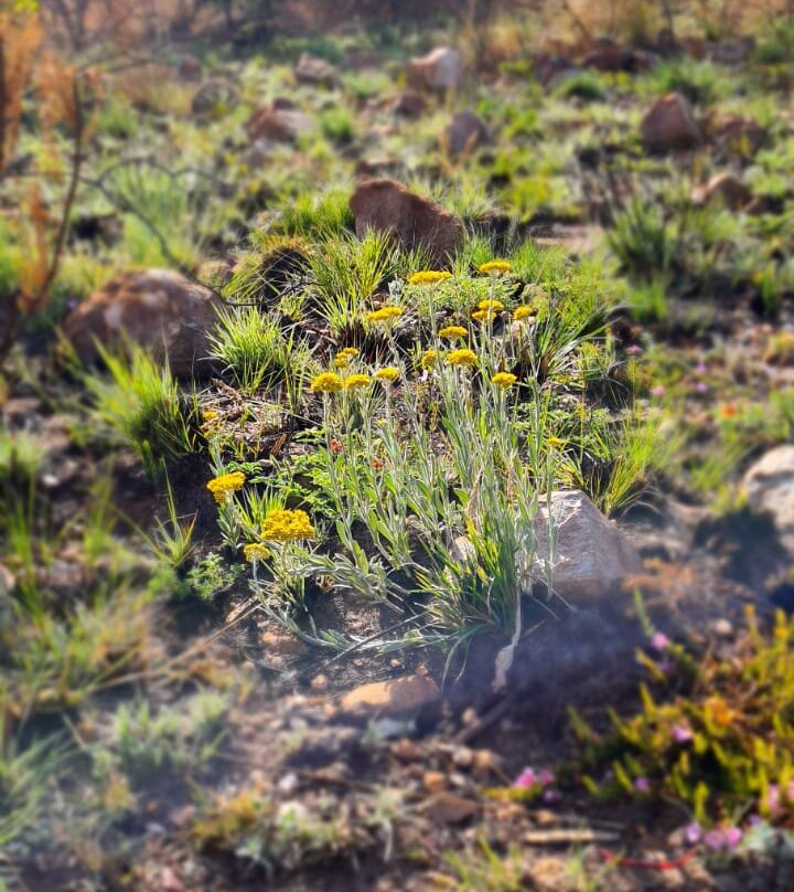 Melville Koppies Nature Reserve景点图片