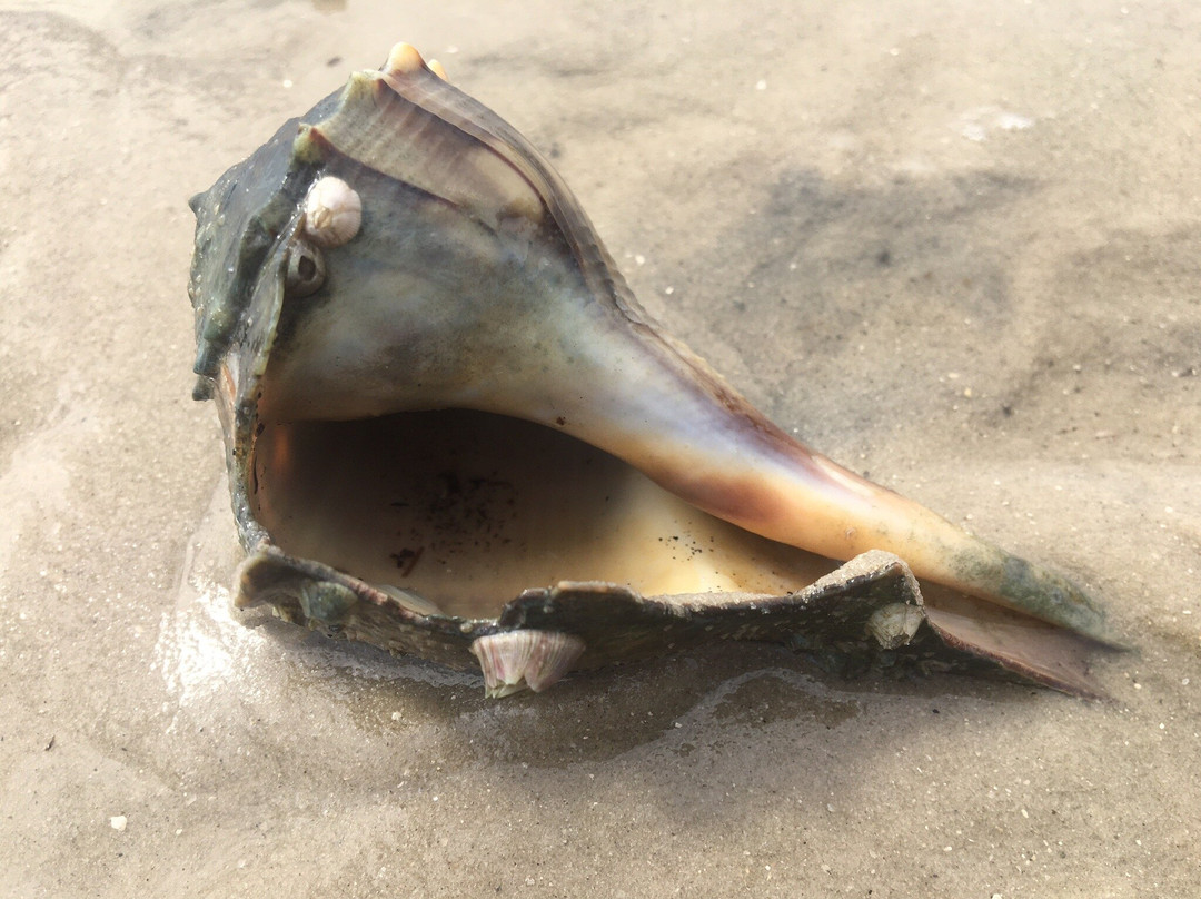 Carrabelle Beach景点图片