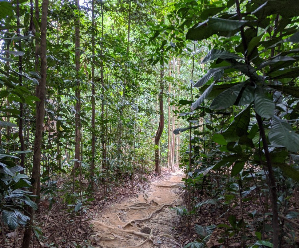 Ayer Hitam Forest Reserve景点图片