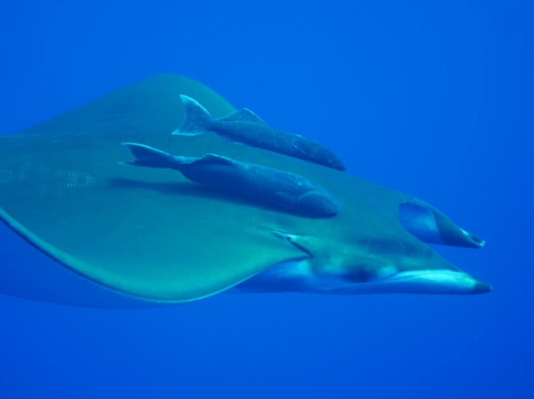 Haliotis Dive Centre Santa Maria-波尔图镇必去景点