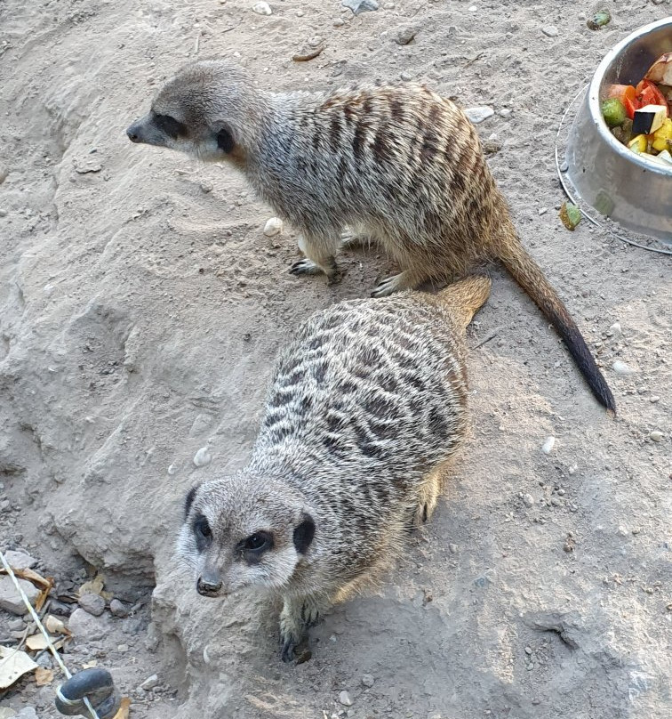 Zoo Kaiserslautern景点图片