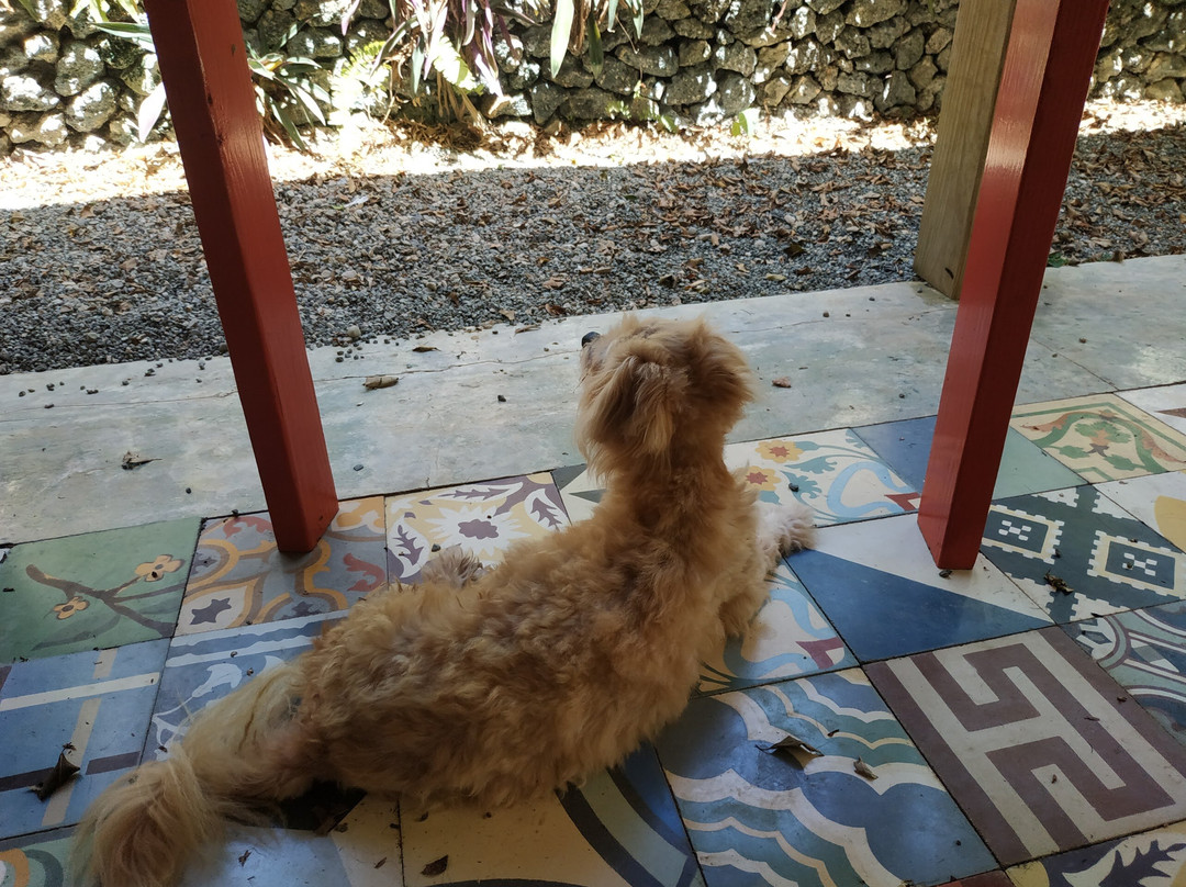 Cabarete Surfcamp主图