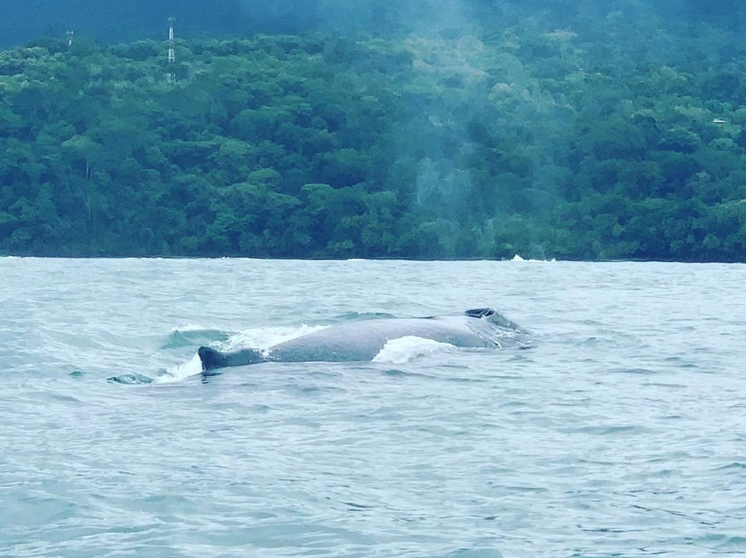 Ballena Tour景点图片