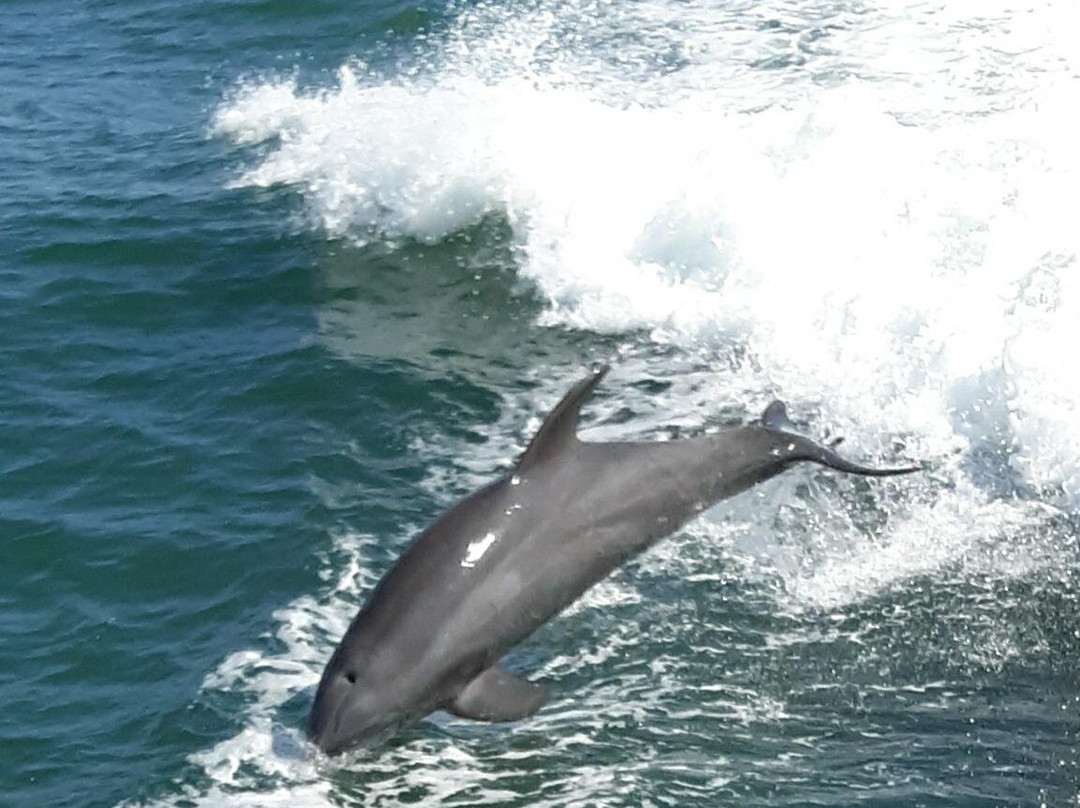 Thundercat Dolphin Watch景点图片