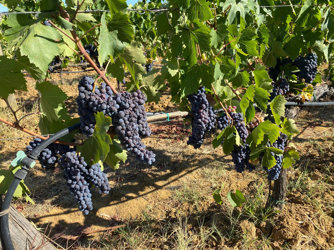 Agriturismo Pian Dei Pini主图