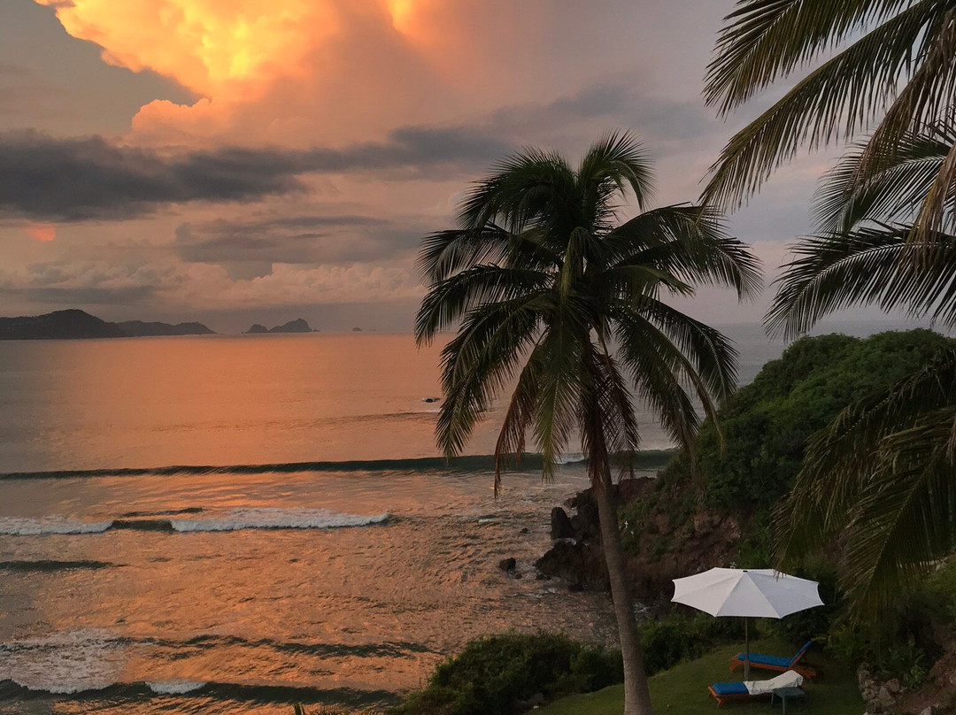 Coconuts by the Sea主图