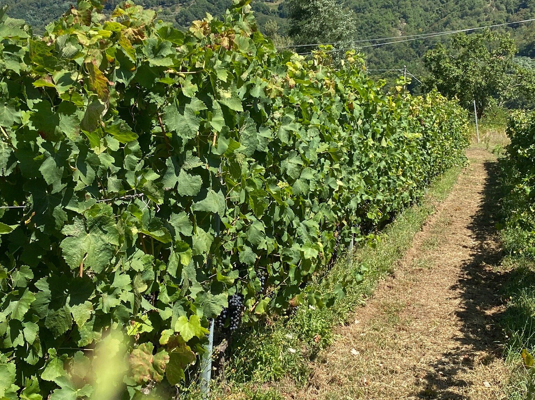 Podere Concori景点图片
