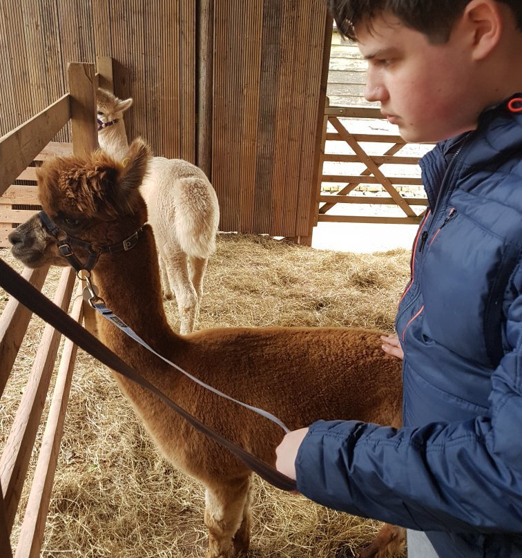 Pembrokeshire Alpaca Trekking景点图片