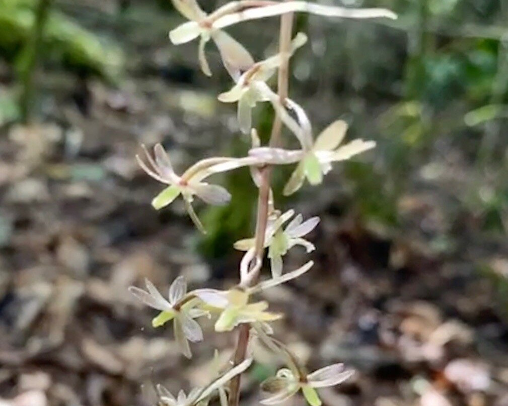 Snakeroot Ecotours景点图片